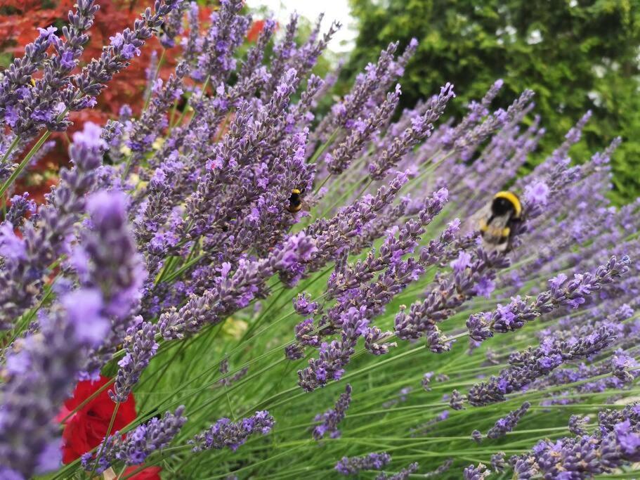 Ferienwohnung Lavendel Waren  Exteriér fotografie